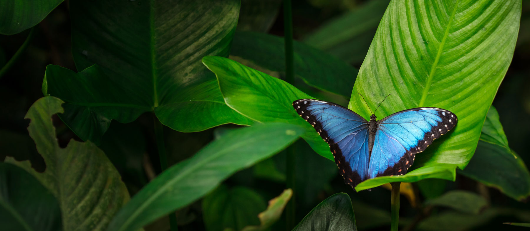 papillon bleu qui represente MORPHOmat